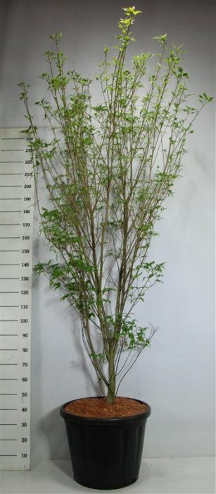Cornus k. 'Weisse Fontaine', D 58