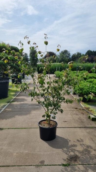 Cornus k. 'Wieting's Select', D 50