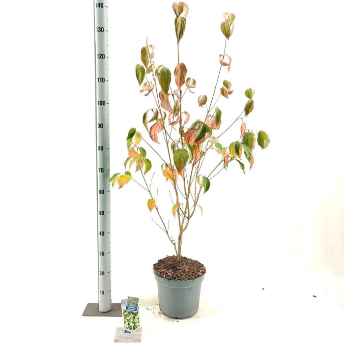 Cornus kousa 'China Girl', D 26