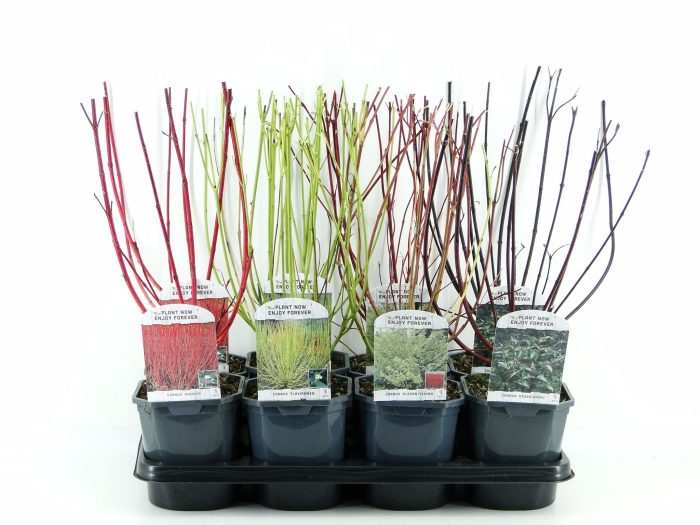 Cornus mix tray 8, D 17