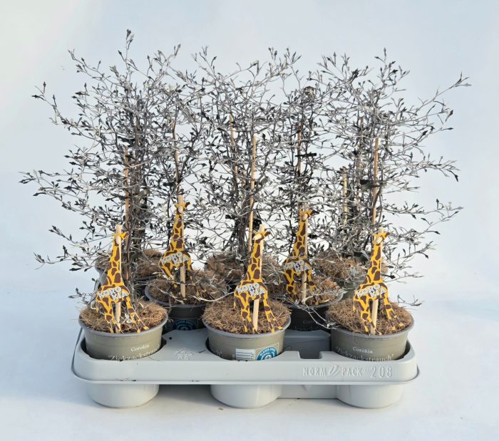 Corokia 11cm, D 11