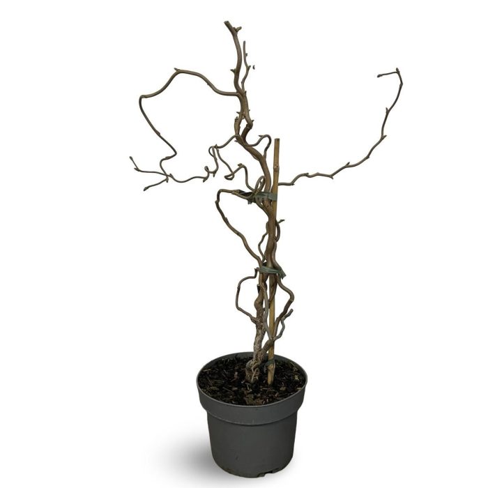 Corylus a. 'Contorta', D 21