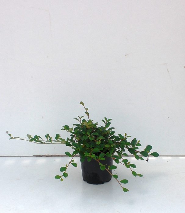 Cotoneaster dammeri radicans, D 13