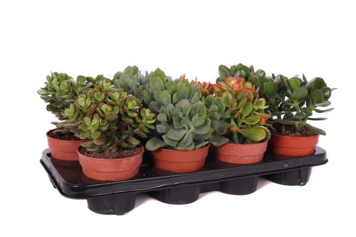 Crassula mix canarias 12 cm, D 12