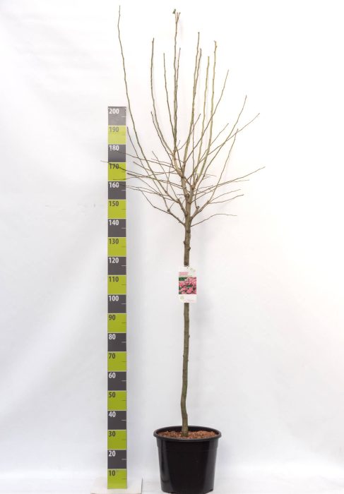 Crataegus laevigiata 'Paul`s Scarlet' C 20 120 ha, D 30