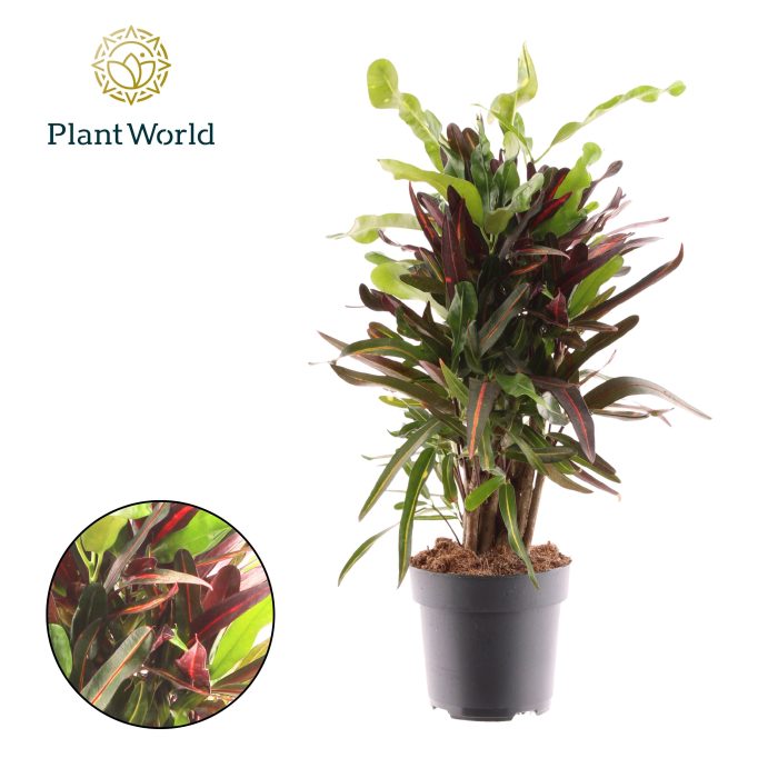 Croton Mammi vertakt, D 17