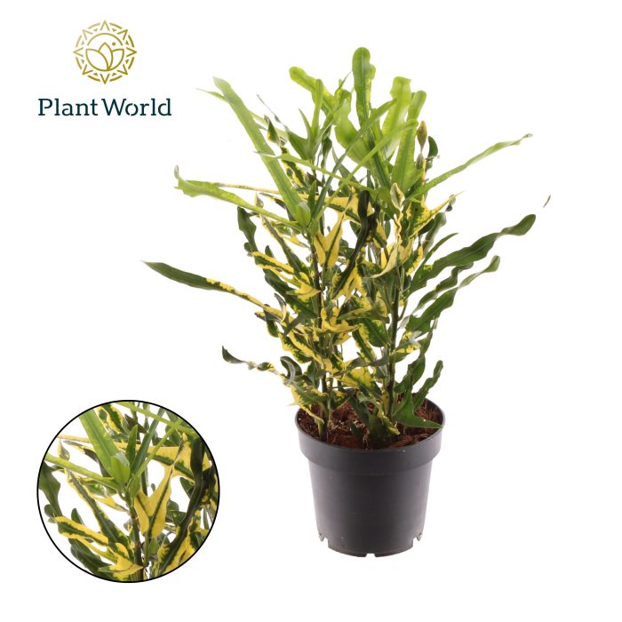 Croton Pigtail 3pp kopstek, D 12
