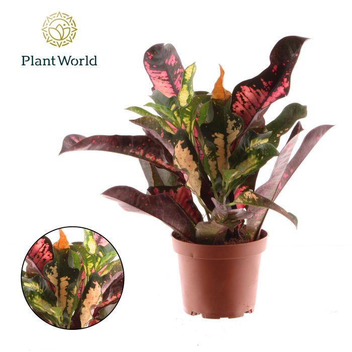Croton Wilma kopstek, D 12