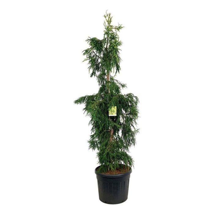 Cryptomeria j. 'Kyara Gold', D 50