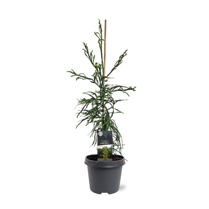 Cryptomeria japonica 'Kyara Gold', D 23