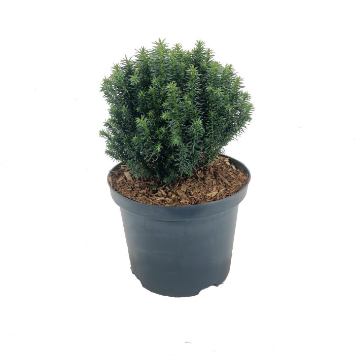 Cryptomeria japonica 'Midori', D 18