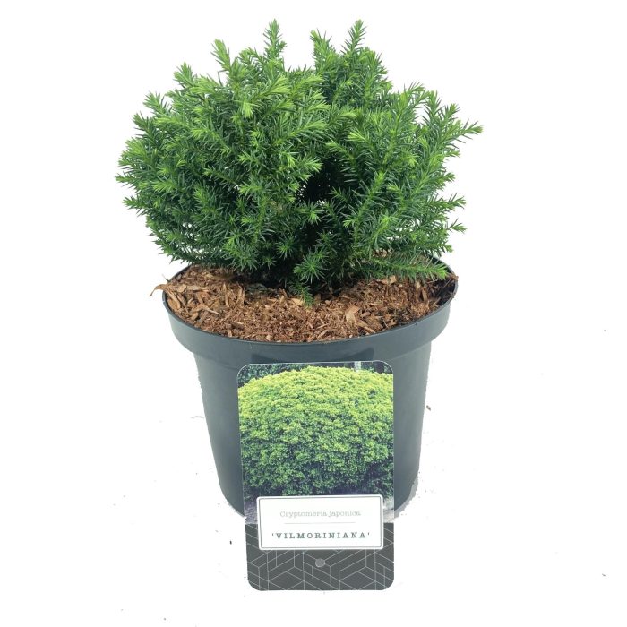 Cryptomeria japonica 'Vilmoriniana', D 18