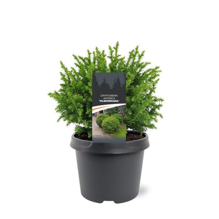 Cryptomeria japonica 'Vilmoriniana', D 19