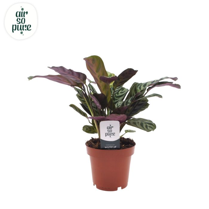 Ctenanthe Burle Marxii (zonder hoes), D 12