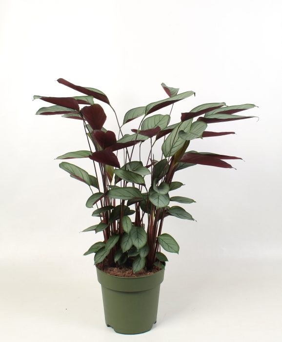 Ctenanthe setosa 'Compactstar', D 24