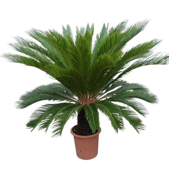 cyca revoluta, D 34