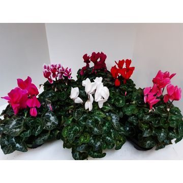Cyclaam 13cm mix xl groot bloemig, D 13