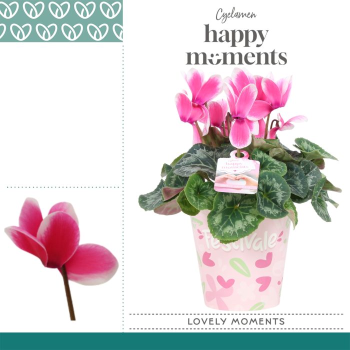 Cyclaam Lovely Moments in Paper Cup, D 12
