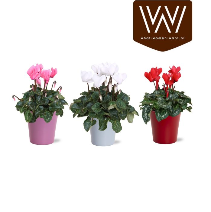 Cyclamen in gekleurd lotte keramiek, D 14