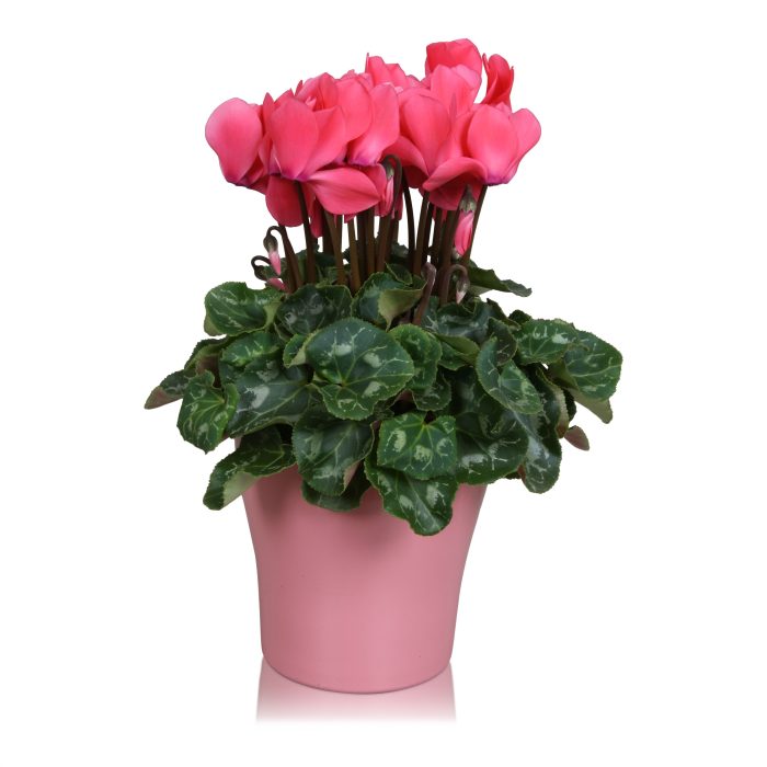 Cyclamen in roze "Bombé" keramiek, D 14