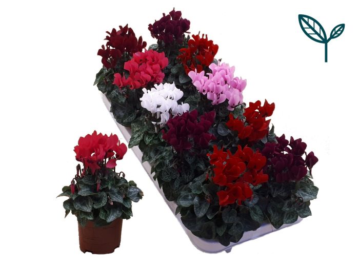 Cyclamen- Mi 10gts, D 10,5