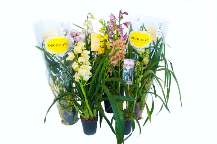 Cymbidium piccobello mix 1 tak, D 14