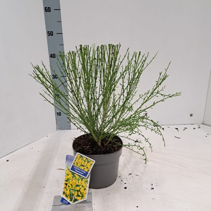 Cytisus scoparius 'Vanesse', D 17