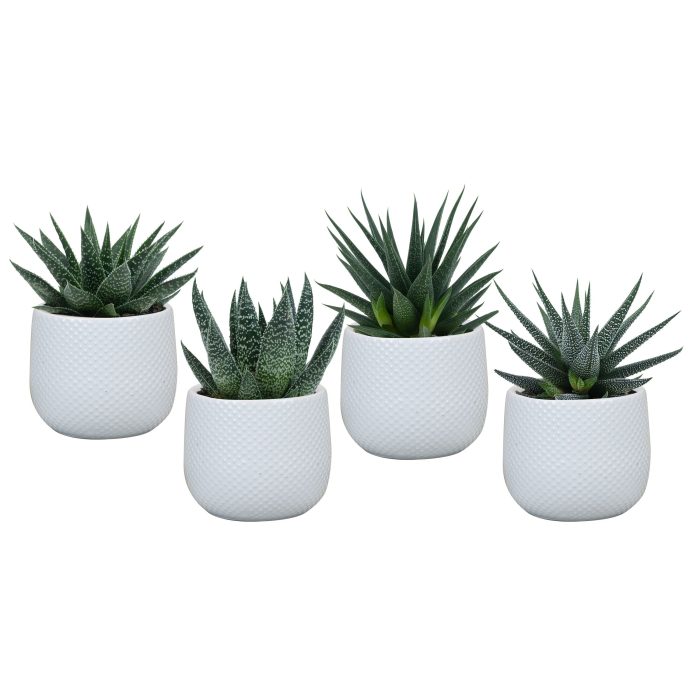 Darwin white with Succulent mix, D 6