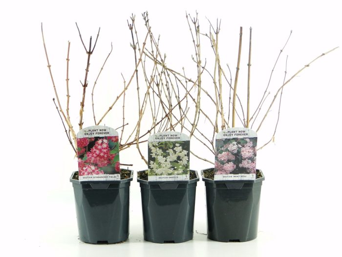Deutzia mix lagen, D 17