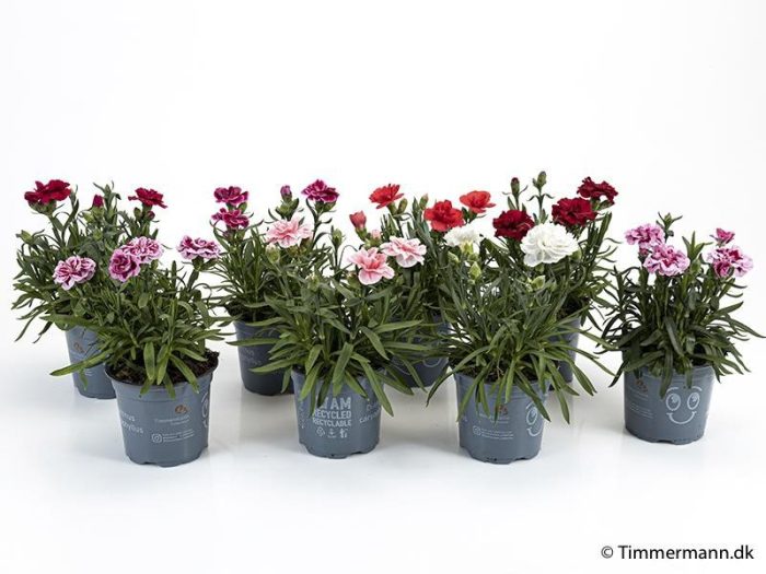 DIANTHUS CARYOPHYLLUS 'OSCAR', D 11
