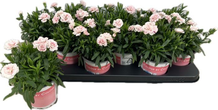 Dianthus Osc Pink Star, D 10,5