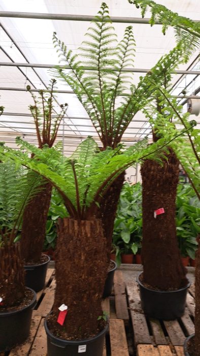 Dicksonia 100cm, D 45