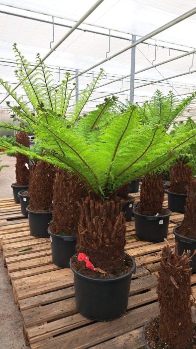 Dicksonia190 cm, D 45