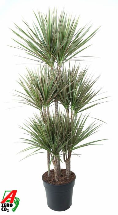 Dracaena Bicolor 90-carrousel, D 31