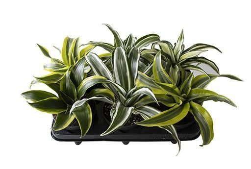 DRACAENA DRACO, D 12