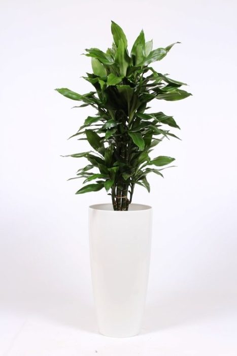 Dracaena Janet Lind in Santorini pot "wit", D 33