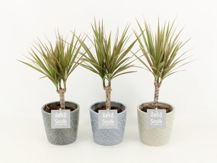 Dracaena Marginata Bicolor in Gaia keramiek, D 13