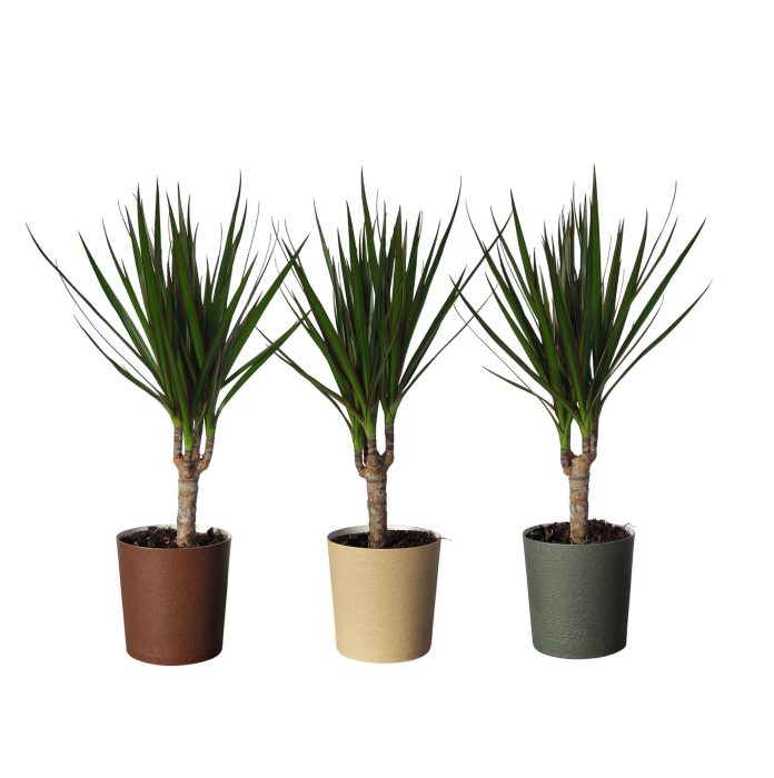 Dracaena marginata in Paper Cup ´Down to earth´, D 10,5