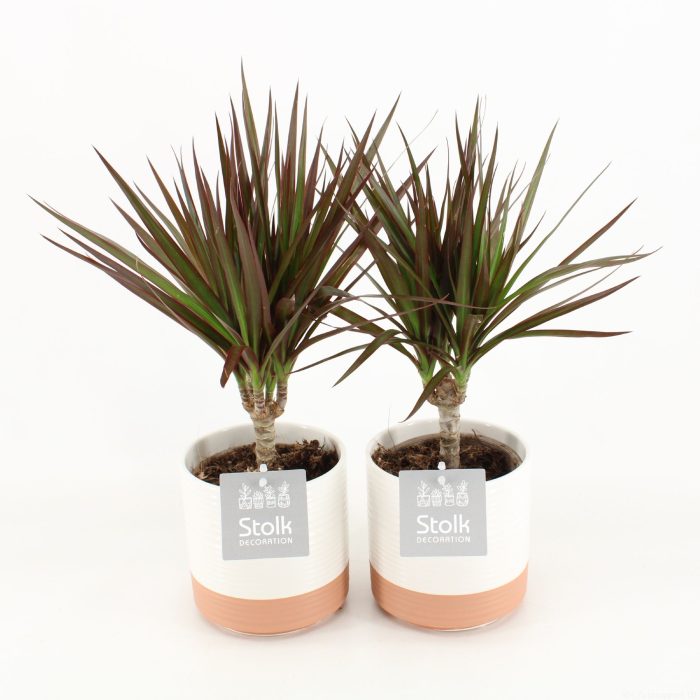 Dracaena Marginata Magenta in Milou keramiek, D 13