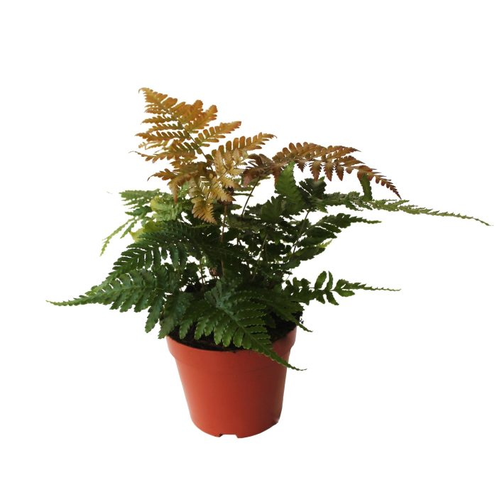 Dryopteris Erythrosora (Winterhard), D 12