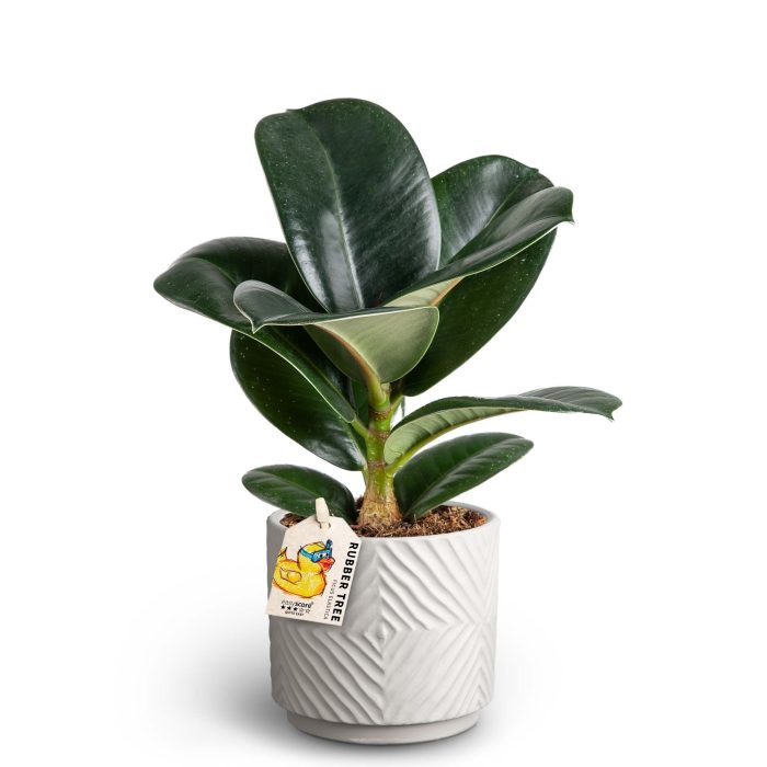 Dune Sand, Ficus elastica ´Sofia´, D 10