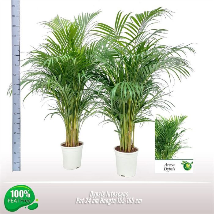 Dypsis lutescens, D 24