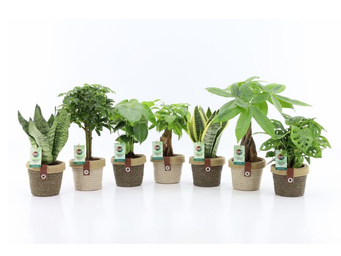Easy to Care Mix in Noah Deluxe, D 14
