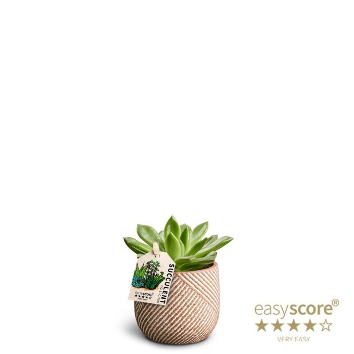 ECHEVERIA AGAVOIDES 40669742 Grove, D 7