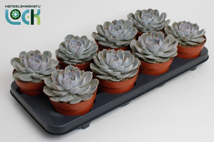 Echeveria Minima, D 12