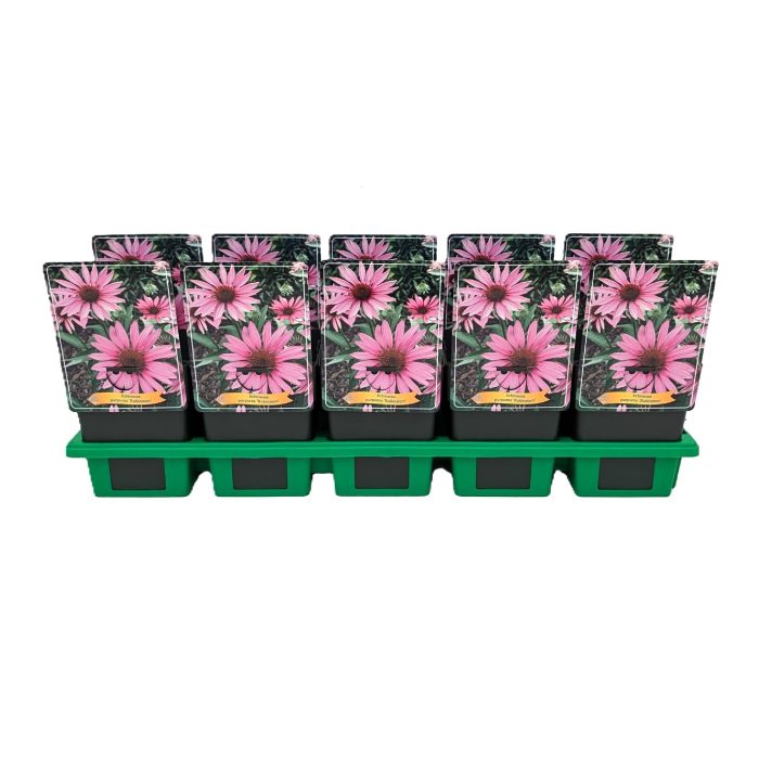Echinacea purpurea ‘Rubinstern' P11, D 11