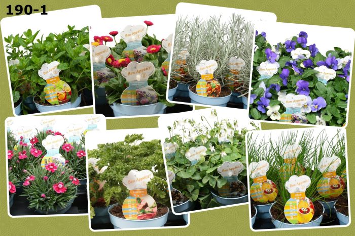 Eetbare Bloemen en Kruiden Mix 12 cm, mix laag met 6 soorten, D 12