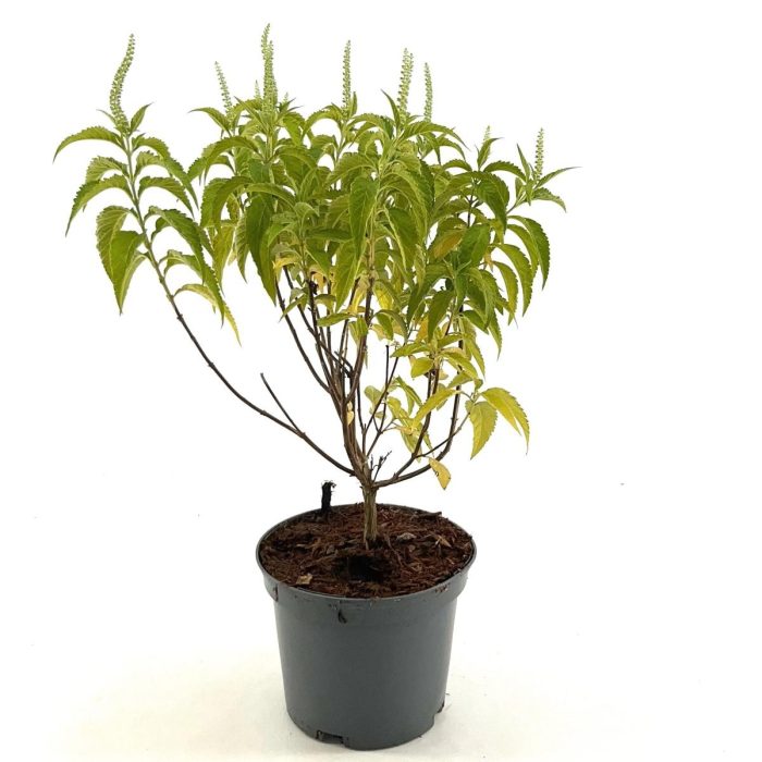 Elsholtzia stauntonii 'Alba', D 19