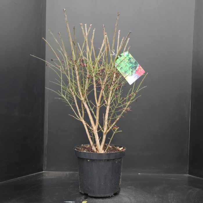 Euonymus alatus Compactus, D 29