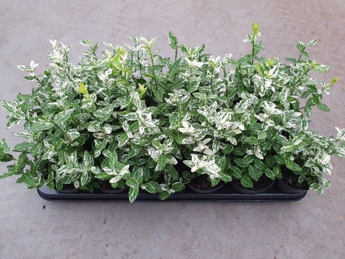 Euonymus fort Harlequin, D 9